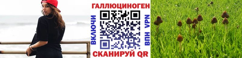 продажа наркотиков mega ONION Псилоцибиновые грибы GOLDEN TEACHER Владикавказ
